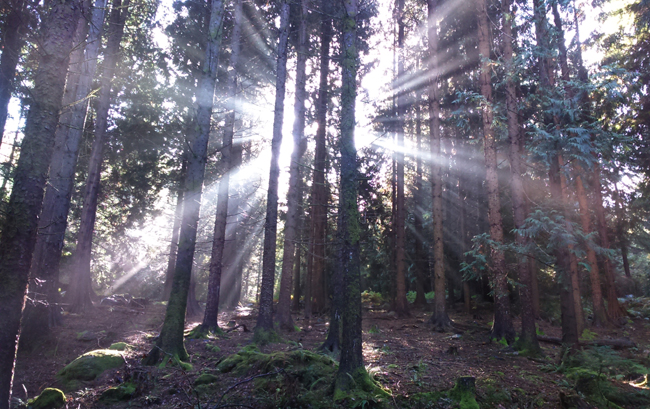 Sunlight through pine trees