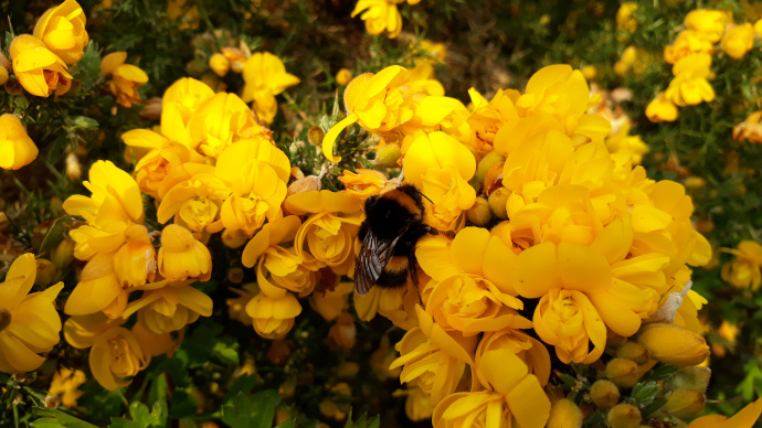 Bee feeding on yellow flowers
